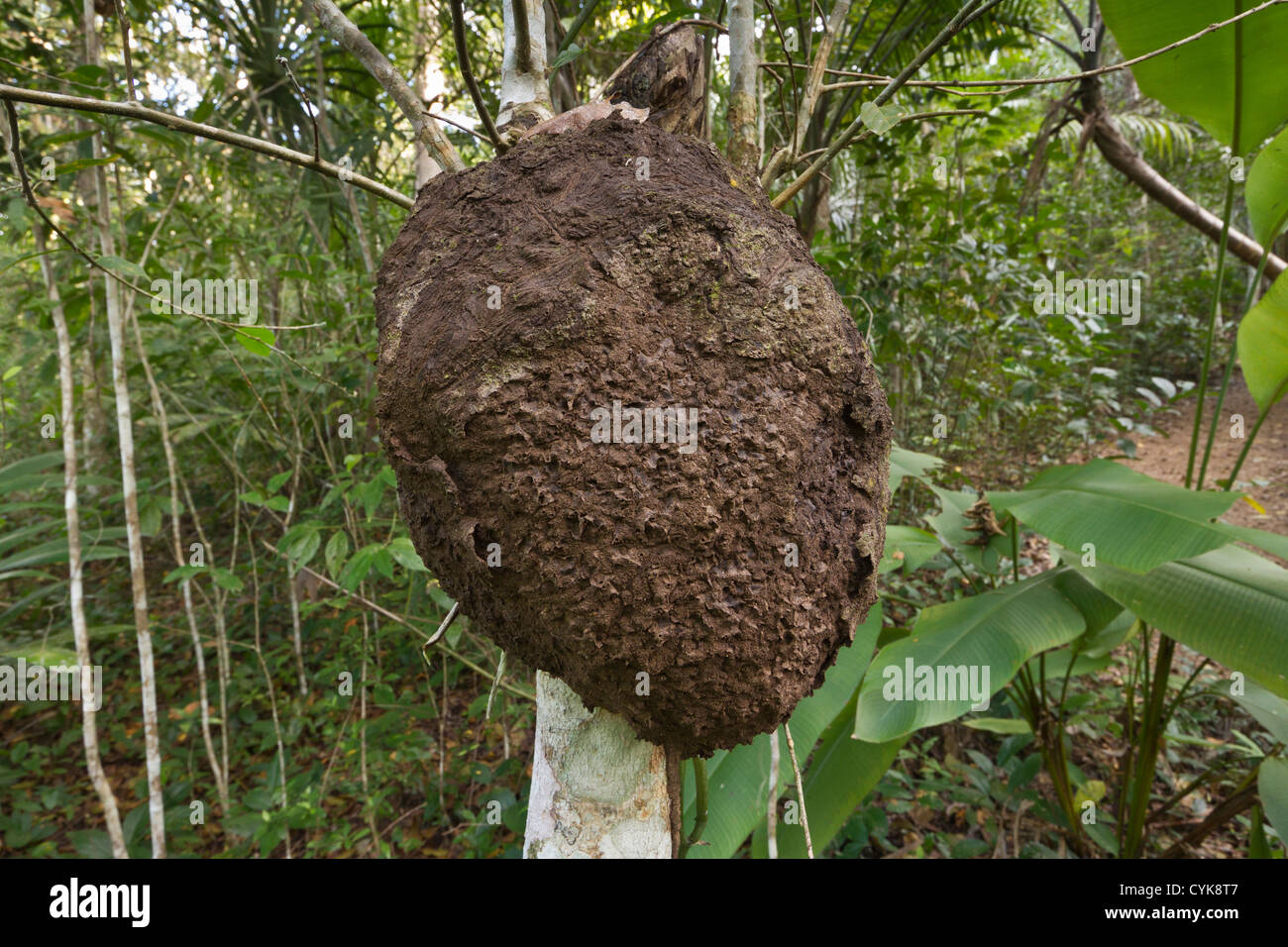 Termite nido, Belize Botanic Gardens Foto Stock