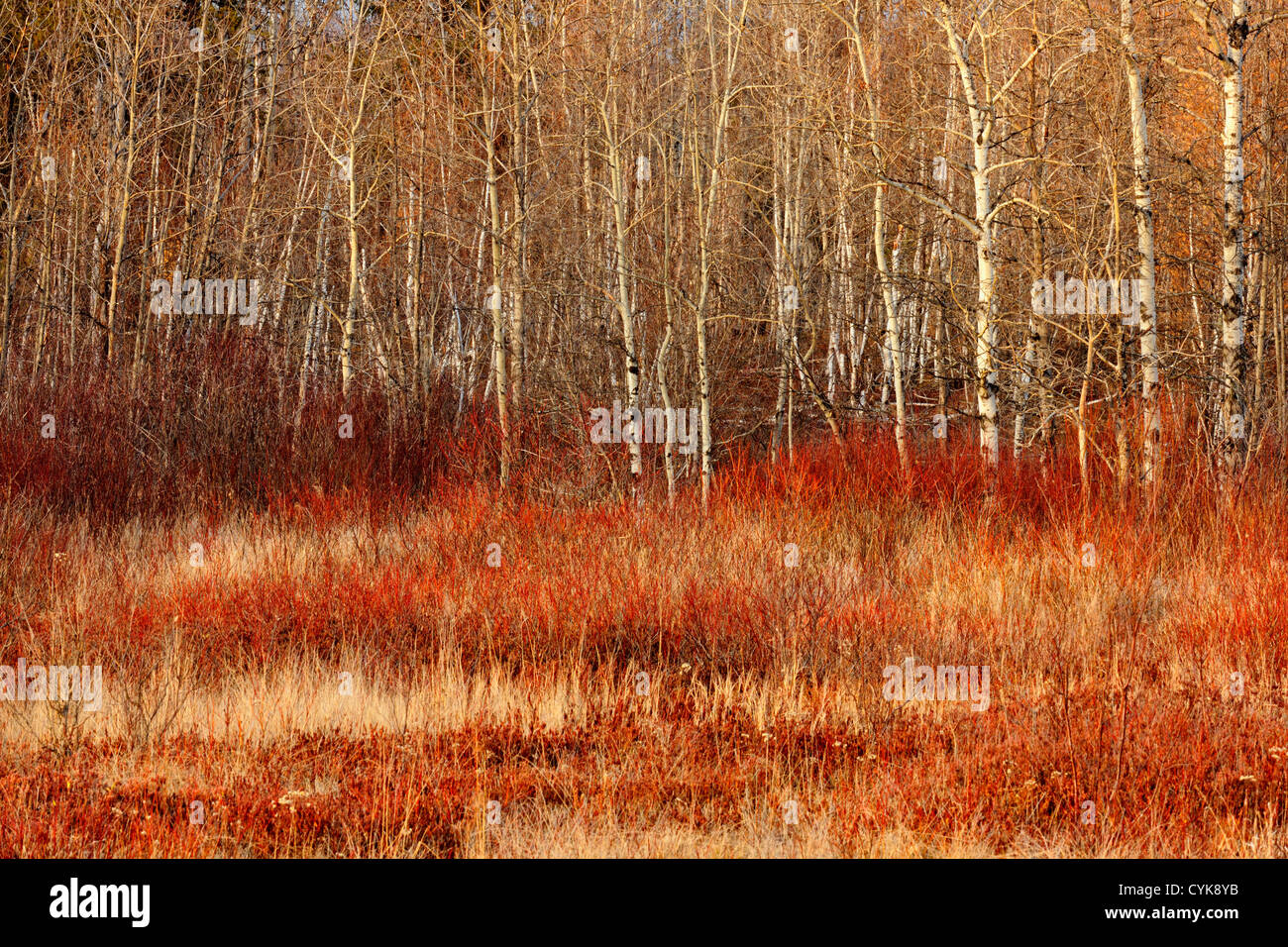 Willow e aspen in novembre, maggiore Sudbury, Ontario, Canada Foto Stock