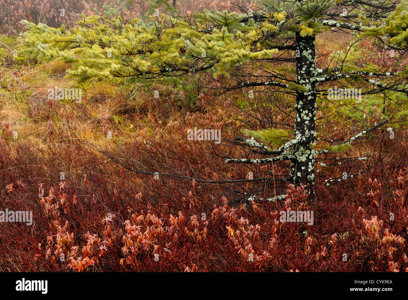 Albero di abete rosso e pecore arbusti di alloro in novembre mist, maggiore Sudbury, Ontario, Canada Foto Stock
