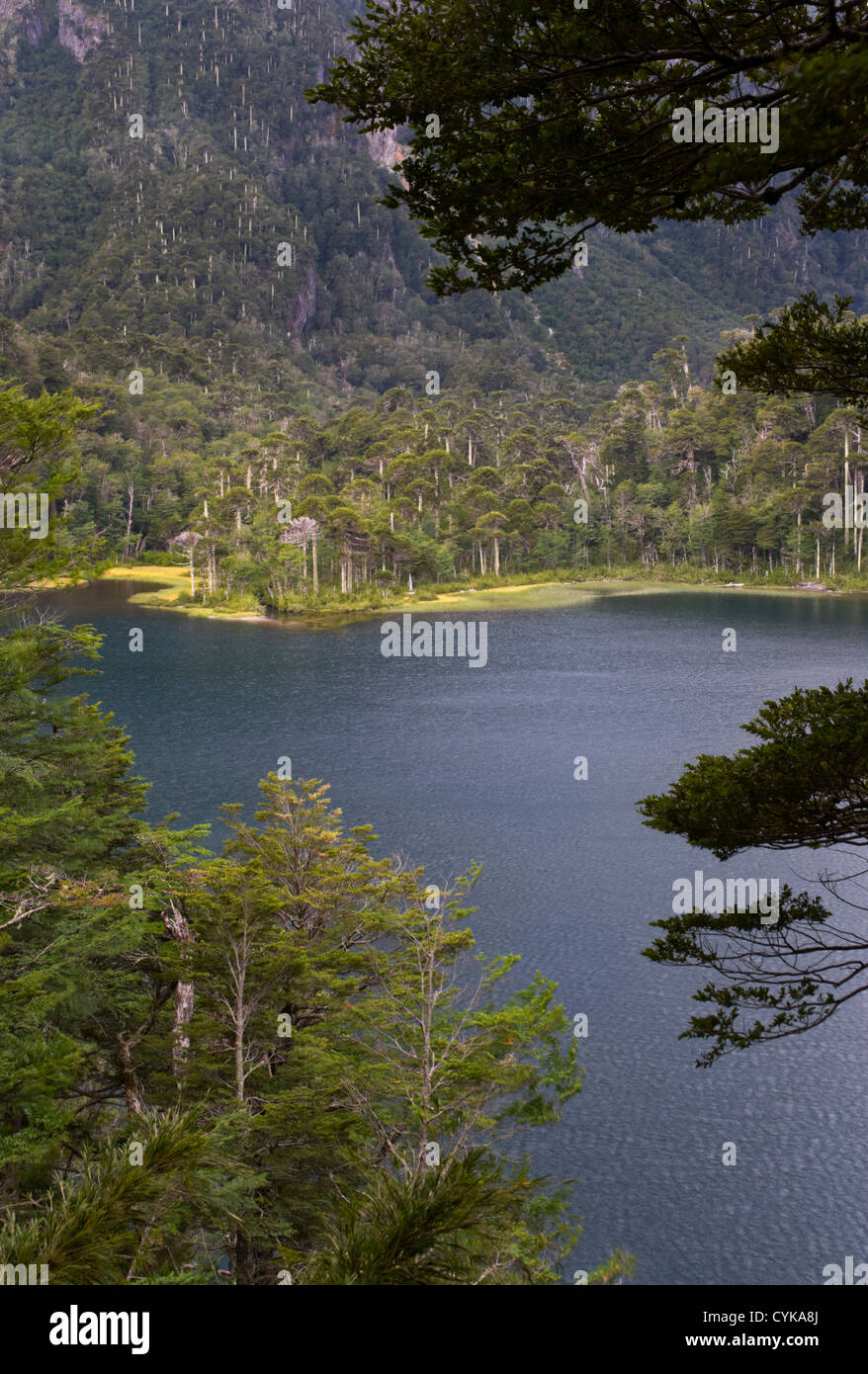 Il Cile. Sud America. Lago El Toro. Huerquehue Parco Nazionale. Distretto dei Laghi. Araucania Regione del Cile. Ande. (MR) Foto Stock