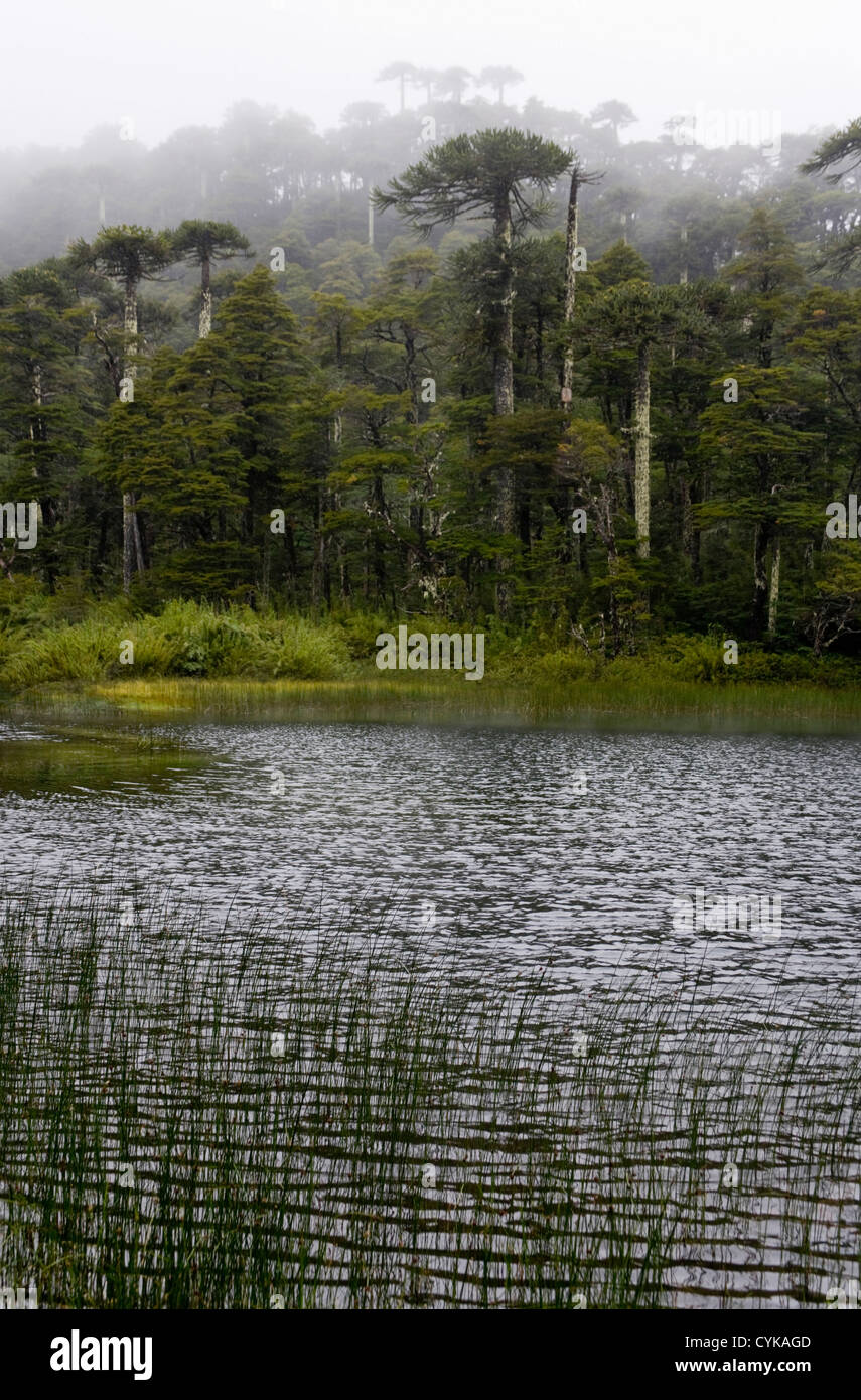 Il Cile. Sud America. Lago Chico e foreste pluviali temperate, giorno piovoso. Huerquehue Parco Nazionale. Distretto dei Laghi. Regione Araucania Foto Stock