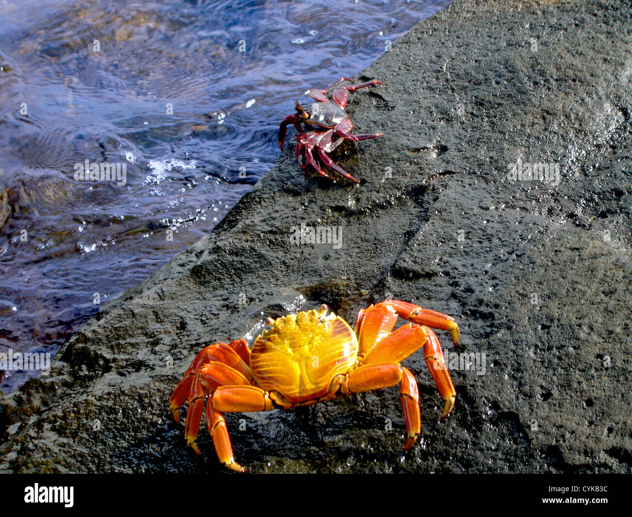 Sally Lightfoot granchi, Grapsus grapsus, Isole Galapagos, Ecuador, Sud America Foto Stock