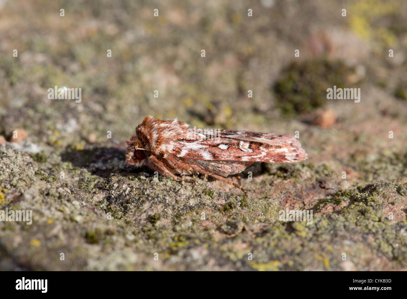 Vero amante di nodo Moth; Lycophotia porphyrea; estate; Cornovaglia; Regno Unito Foto Stock