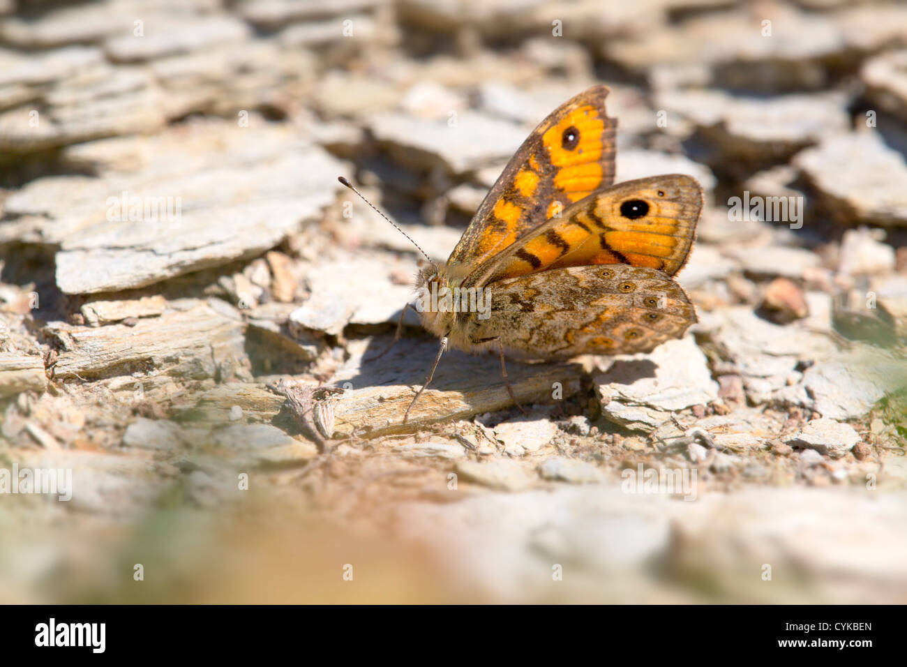 Parete farfalla marrone; Lasiommata megera; Regno Unito; su pietra Foto Stock