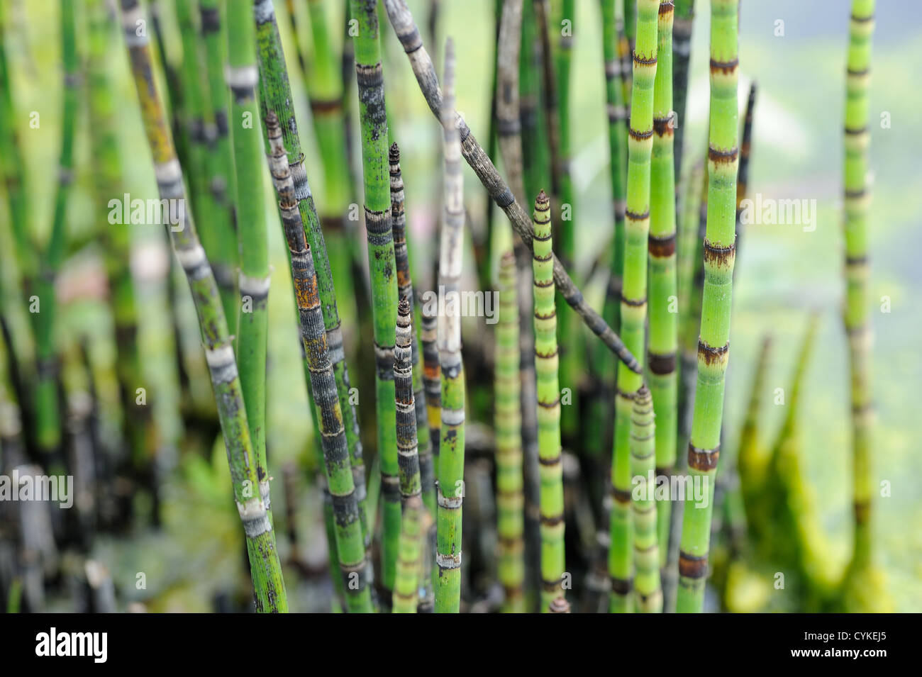 Il verde di germogli di bambù Foto Stock