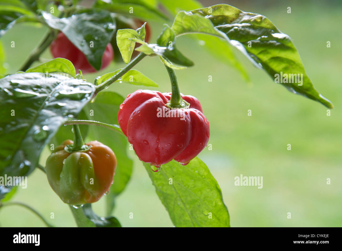 Molto fiery Scotch Bonnet piccante peperoni "Capsicum Chinensis' ancora in fase di crescita e di maturazione sulla pianta. Essi si trovano principalmente nelle isole dei Caraibi. Foto Stock