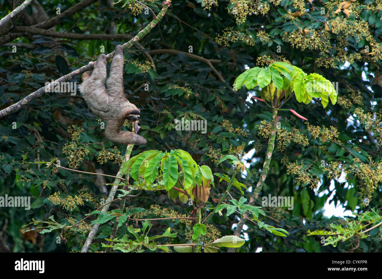 Three-Toed bradipo (Bradypus variegatus), Perezoso de Tres Dedos, Cahuita, Caribe, Costa Rica. Foto Stock