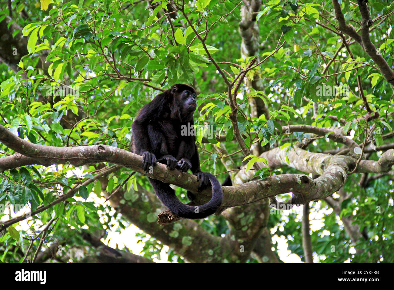 Nero scimmia urlatrice (Alouatta Caraya) Palo Verde National Park, Costa Rica, Sud America Foto Stock