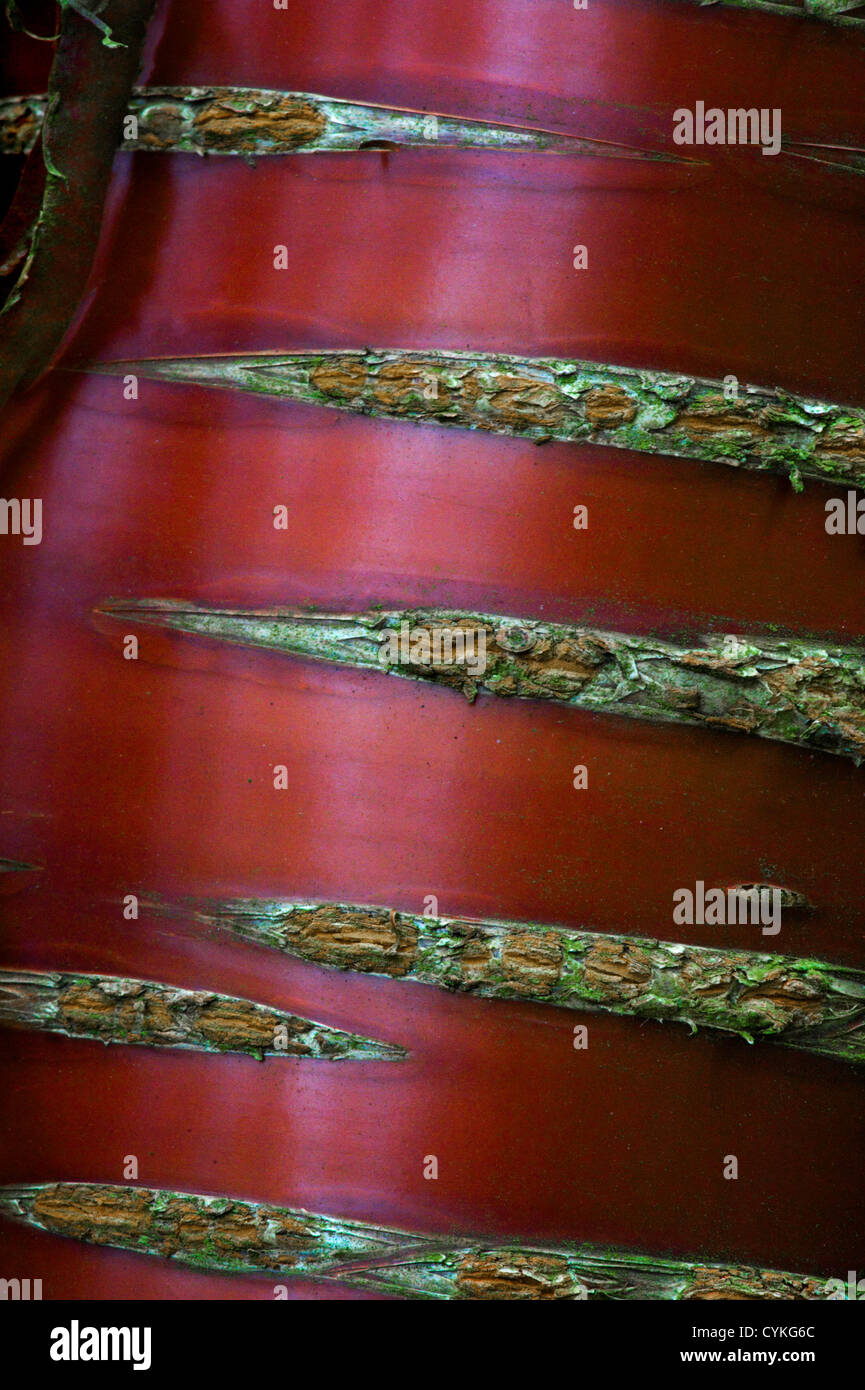 Corteccia di Prunus serrula Foto Stock