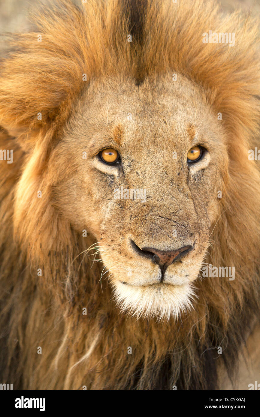 Close up di un maschio di leone in Masai Mara Kenya Foto Stock