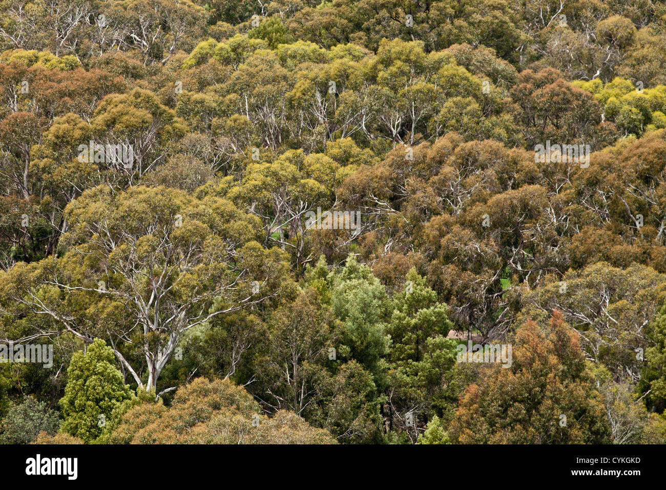 Green Tree pattern hangin rock natura Victoria Australia au rocciose selvatiche deserto australiano Foto Stock