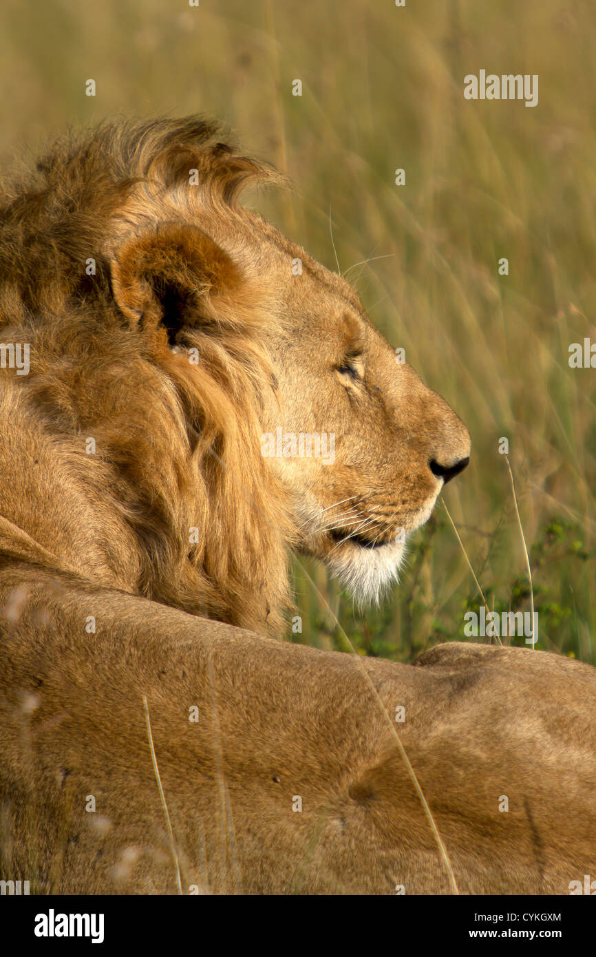 Leoni maschi posa immagini e fotografie stock ad alta risoluzione - Alamy