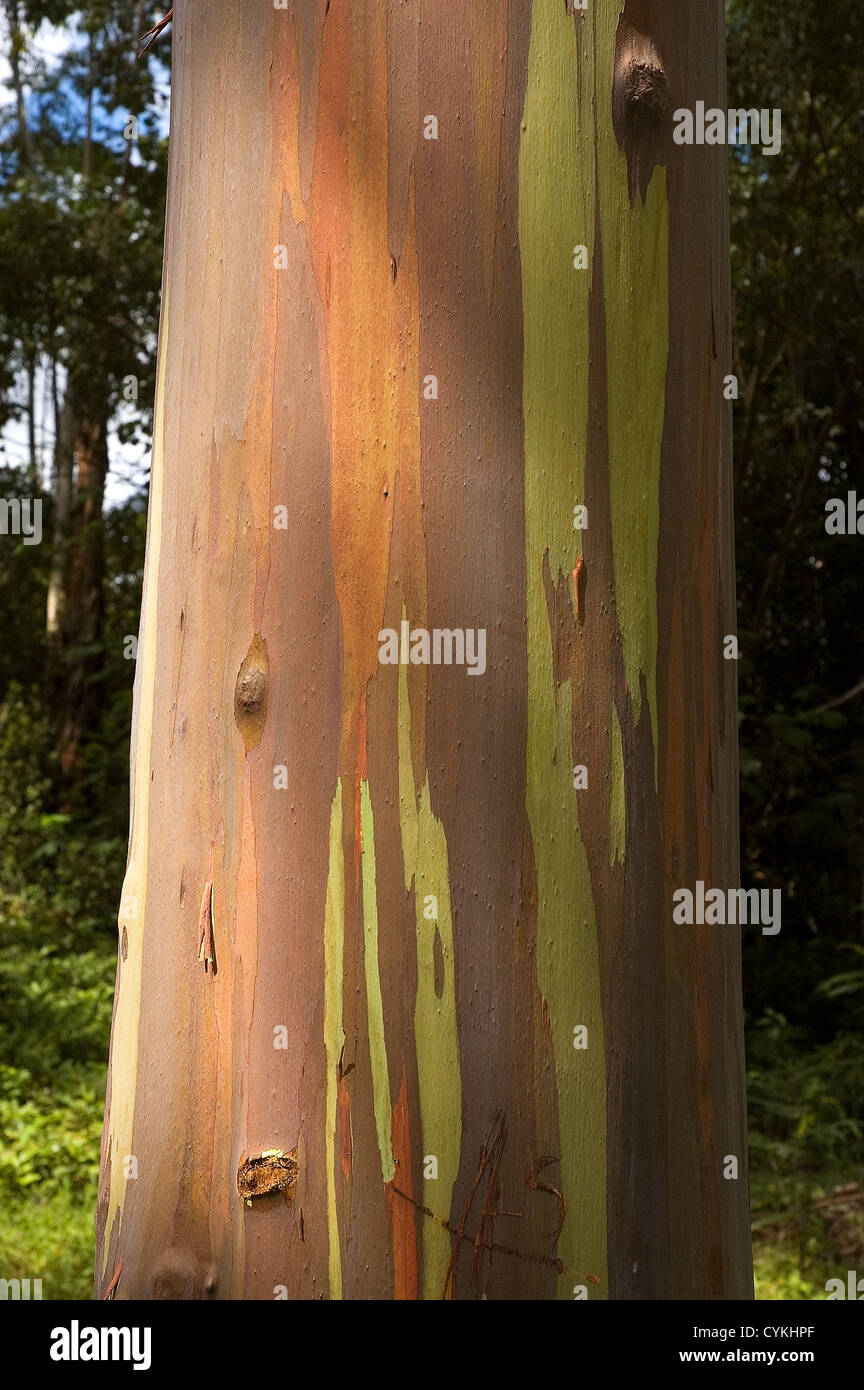 Elk284-7634v Hawaii, Kauai, gomma di corteccia di albero, Keahua Arboretum Foto Stock