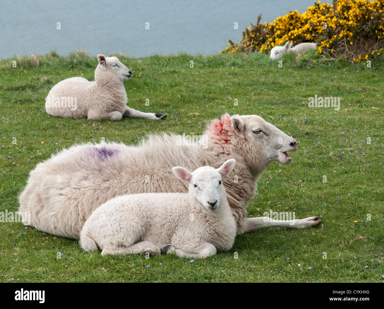 Il Galles, Penisola di Gower, Rhossili Bay, pecore, pecora, agnelli Foto Stock