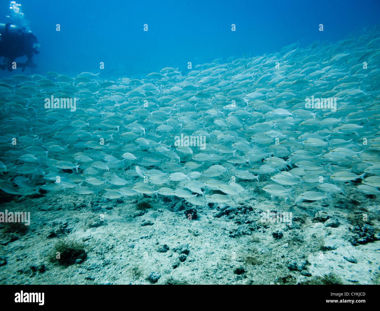 LITTLE Corn Island, NICARAGUA: Scuola di grunt tomtae pesce, Haemulon aurolineatum, nuoto subacqueo passato sulla barriera corallina. Foto Stock