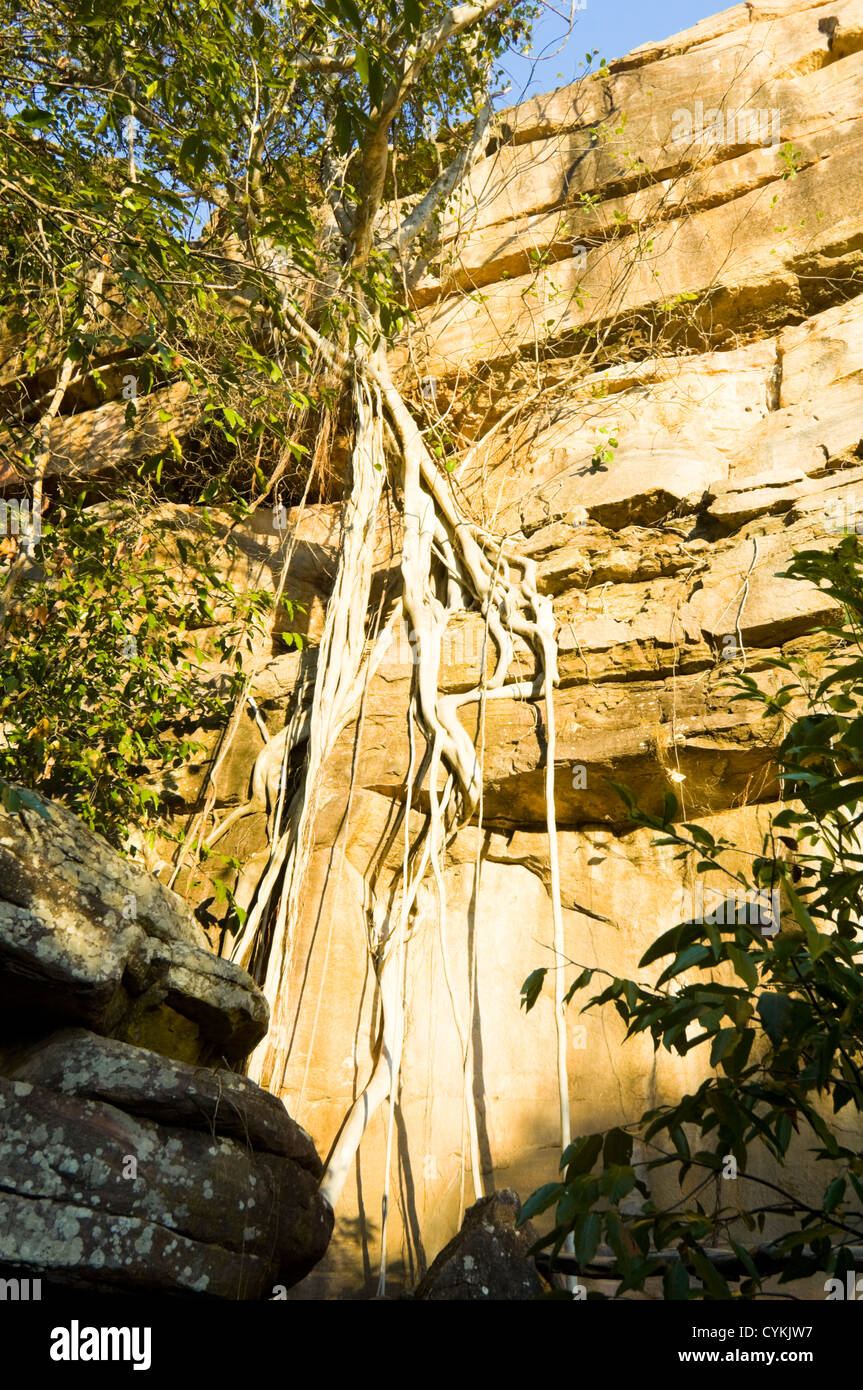 Fig Ficus sp., Ubirr, Parco Nazionale Kakadu, Territorio del Nord, l'Australia Foto Stock