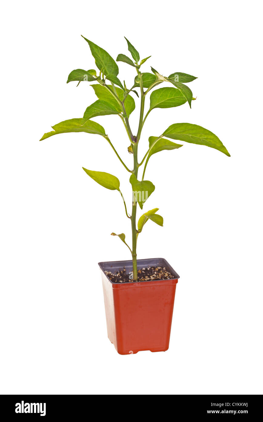 Singolo seme di un Jalapeno Peperoncino (Capsicum annuum) in un rosso vaso in plastica pronto per il trapianto in un giardino di casa Foto Stock