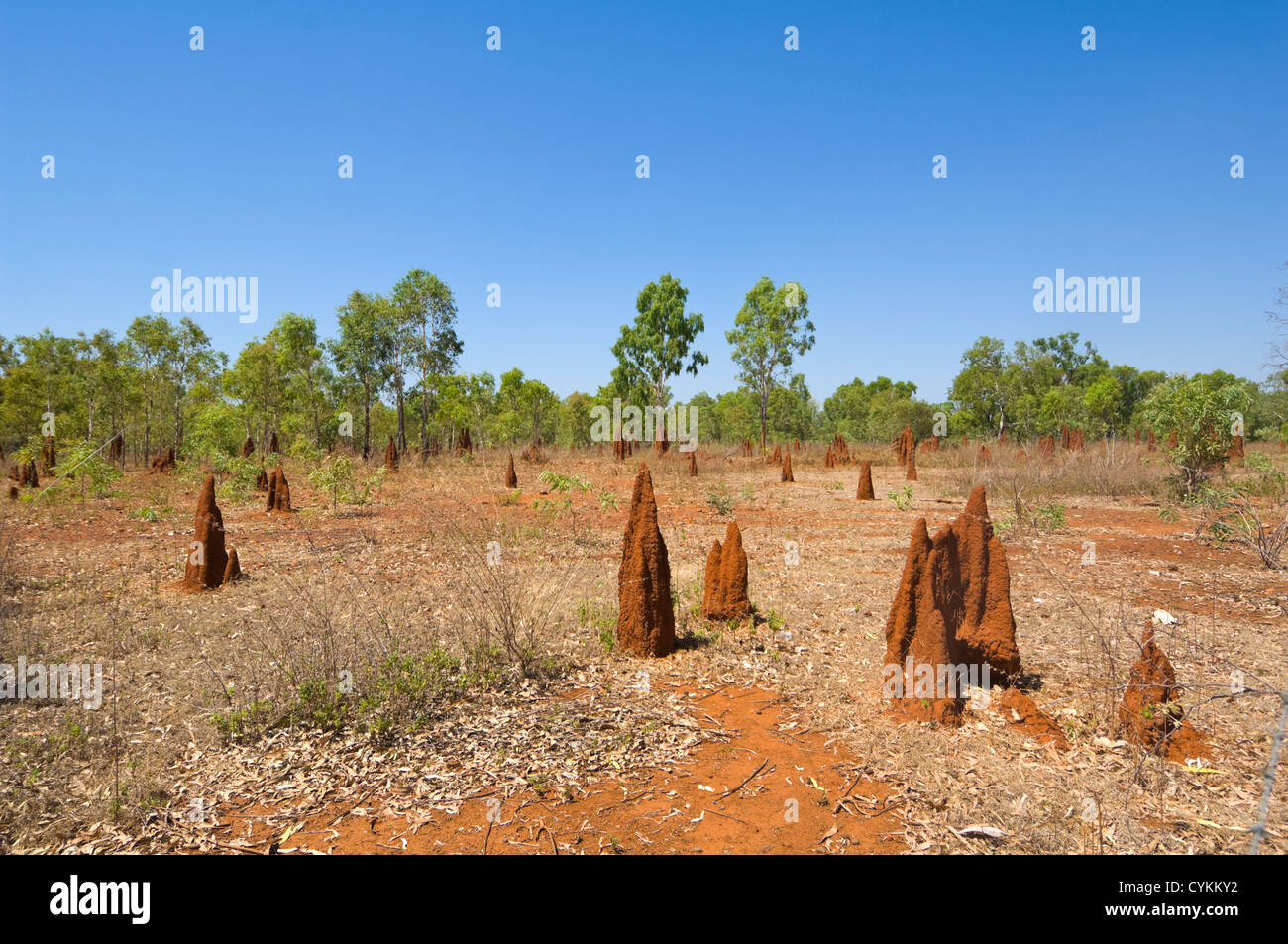 Cattedrale Termite tumuli, Territorio del Nord, l'Australia Foto Stock