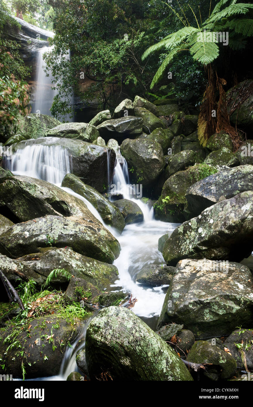 Sydney luoghi selvaggi torrenti e modi di acqua con albero furn e grandi rocky creek bed Foto Stock