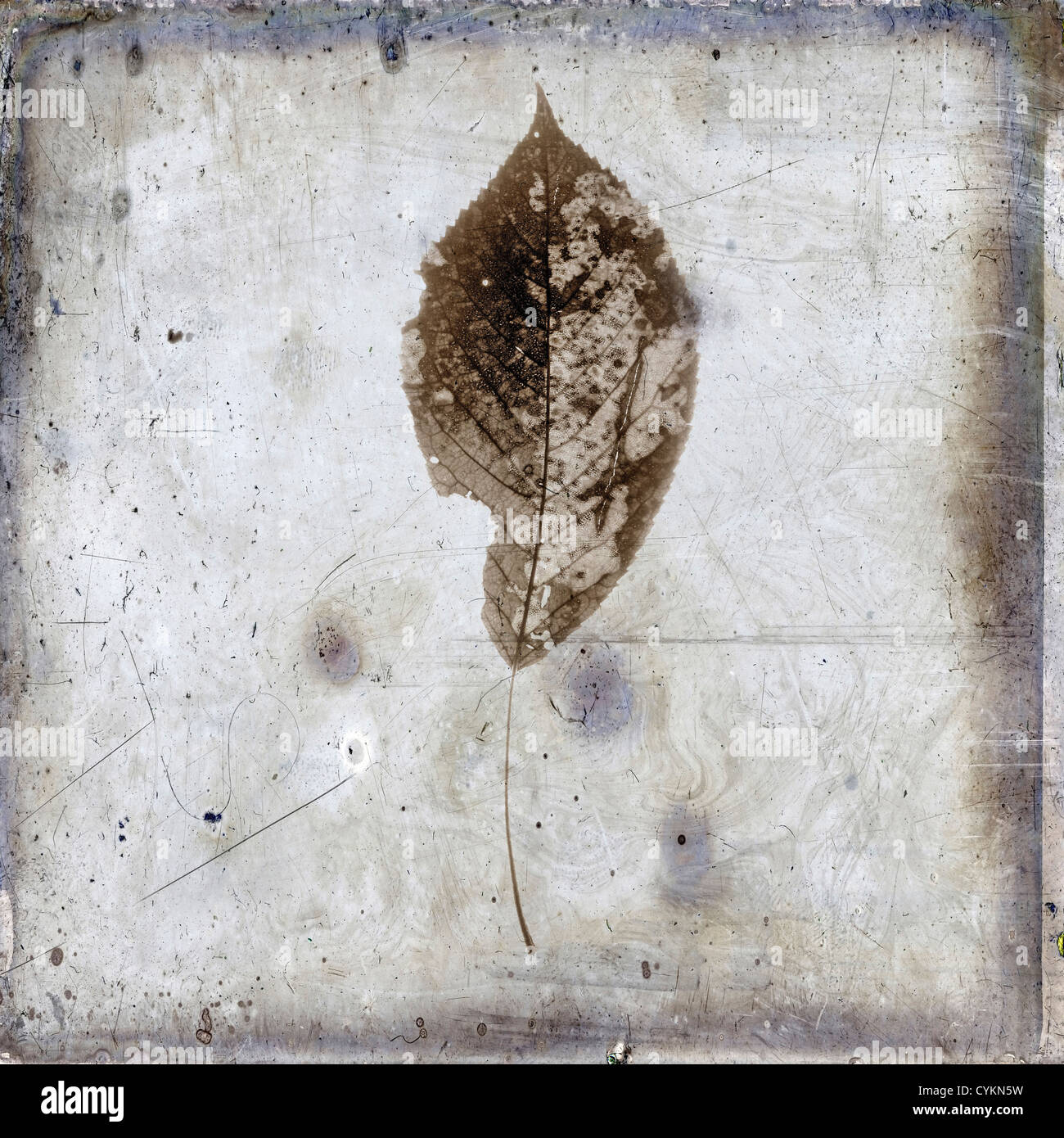 Foglia, look vintage Foto Stock