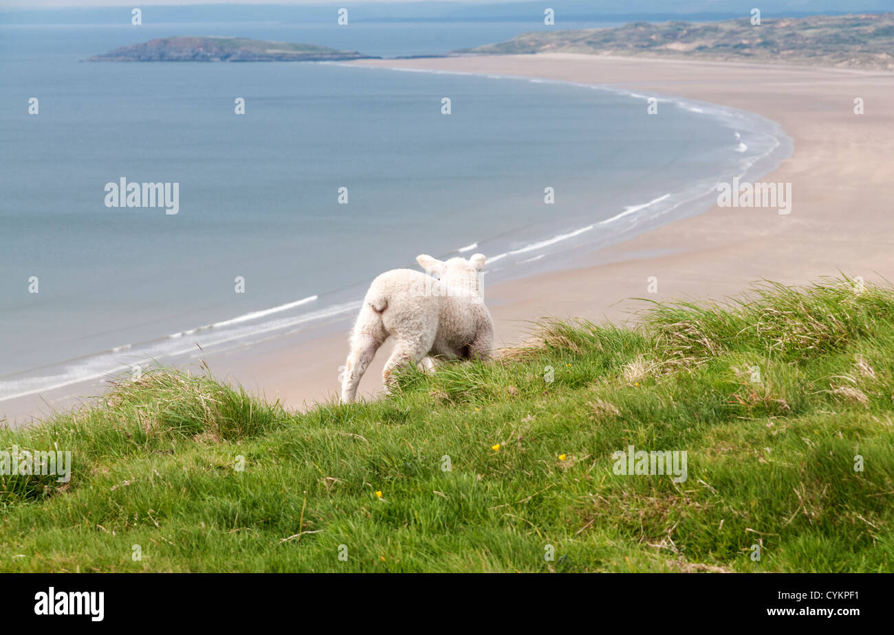 Il Galles, Penisola di Gower, Rhossili Bay beach, scogliere, pecore, di agnello Foto Stock
