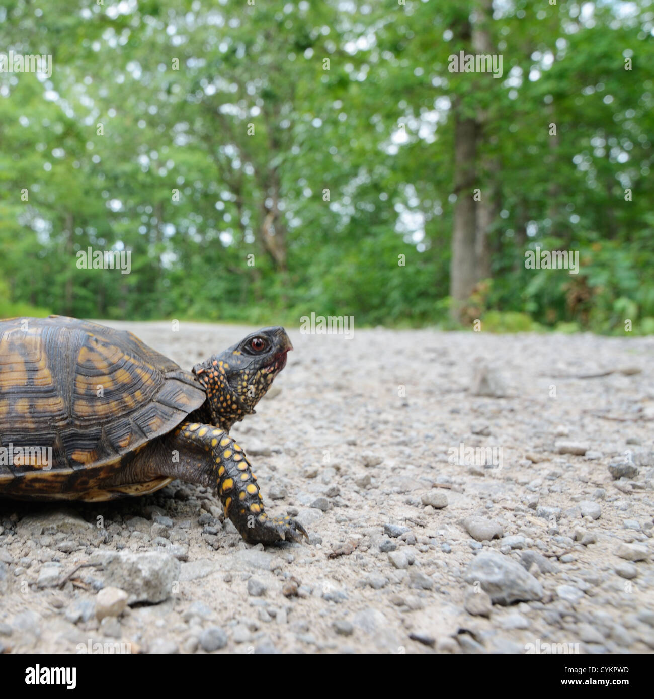 Close up di tartaruga passeggiate all'aperto Foto Stock