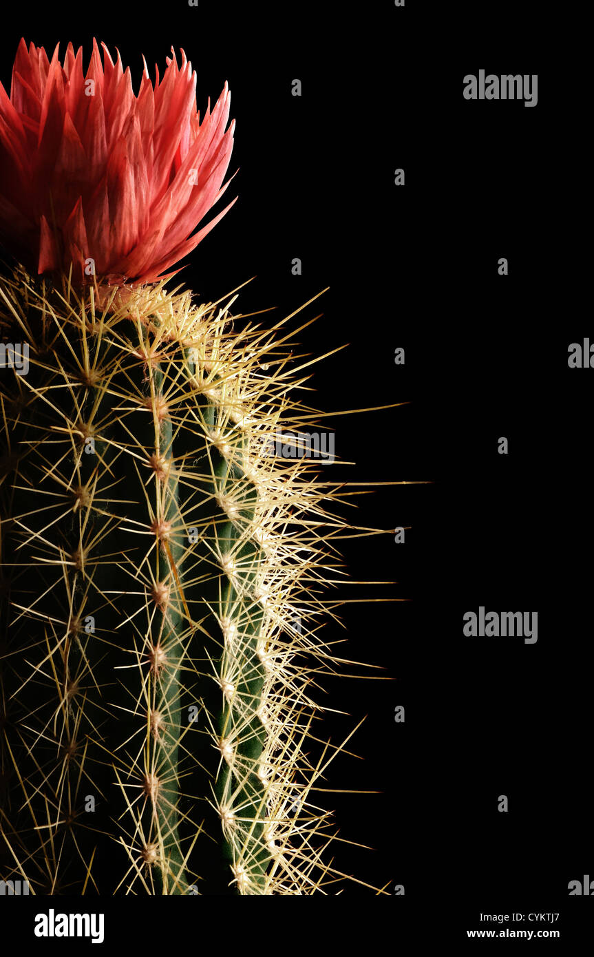 Cactus fioriti close up su sfondo nero Foto Stock