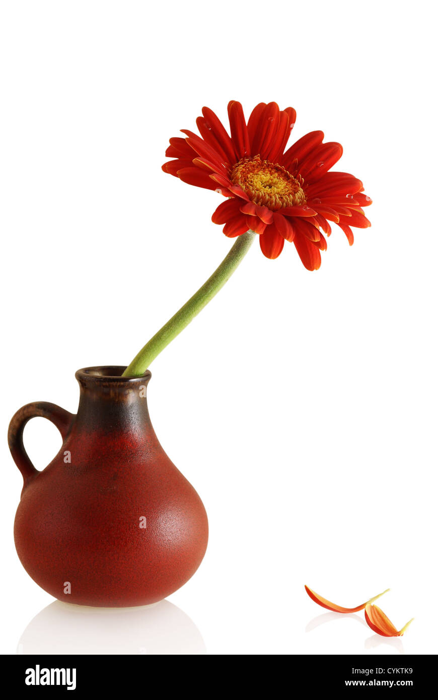 Gerber in un vaso e un paio di singoli petali su sfondo bianco Foto Stock
