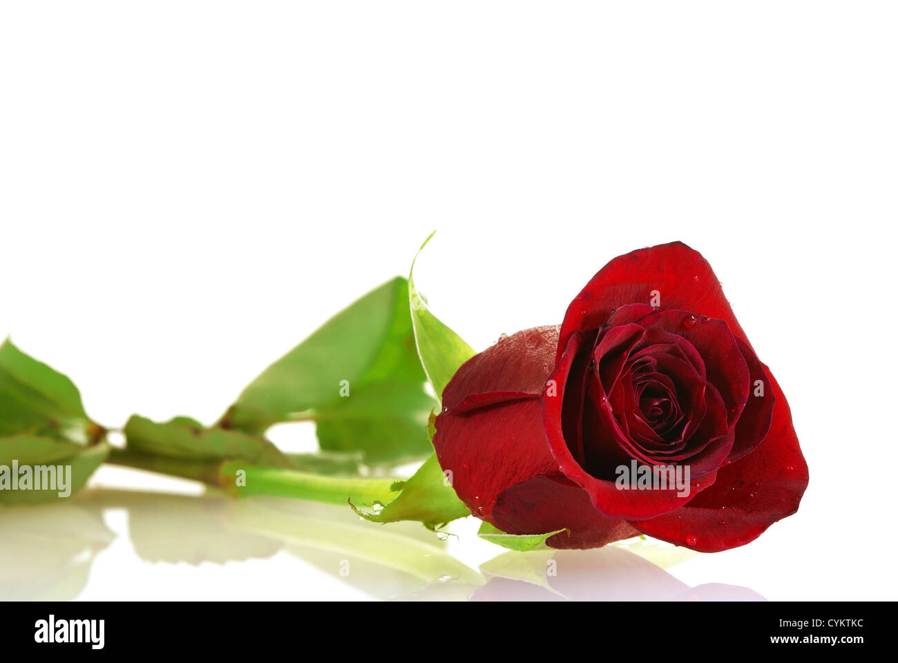 Bella deep red rose con goccioline su sfondo bianco Foto Stock