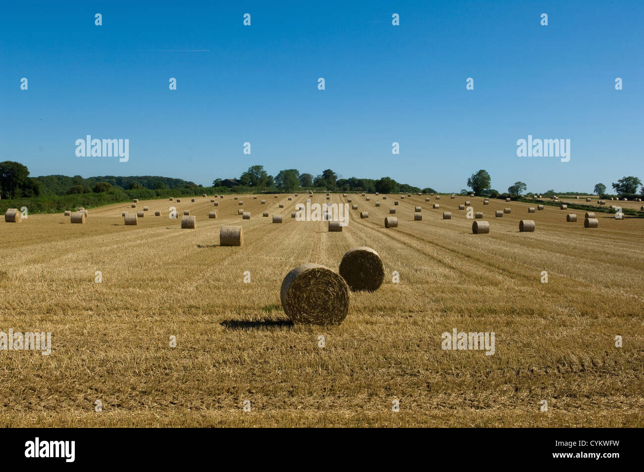 Balle di fieno nel campo di coltivazione Foto Stock