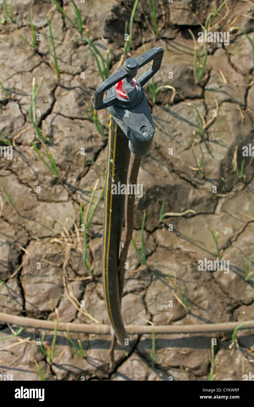 Sprinkler a microgetto per l'acqua di irrigazione, India Foto Stock