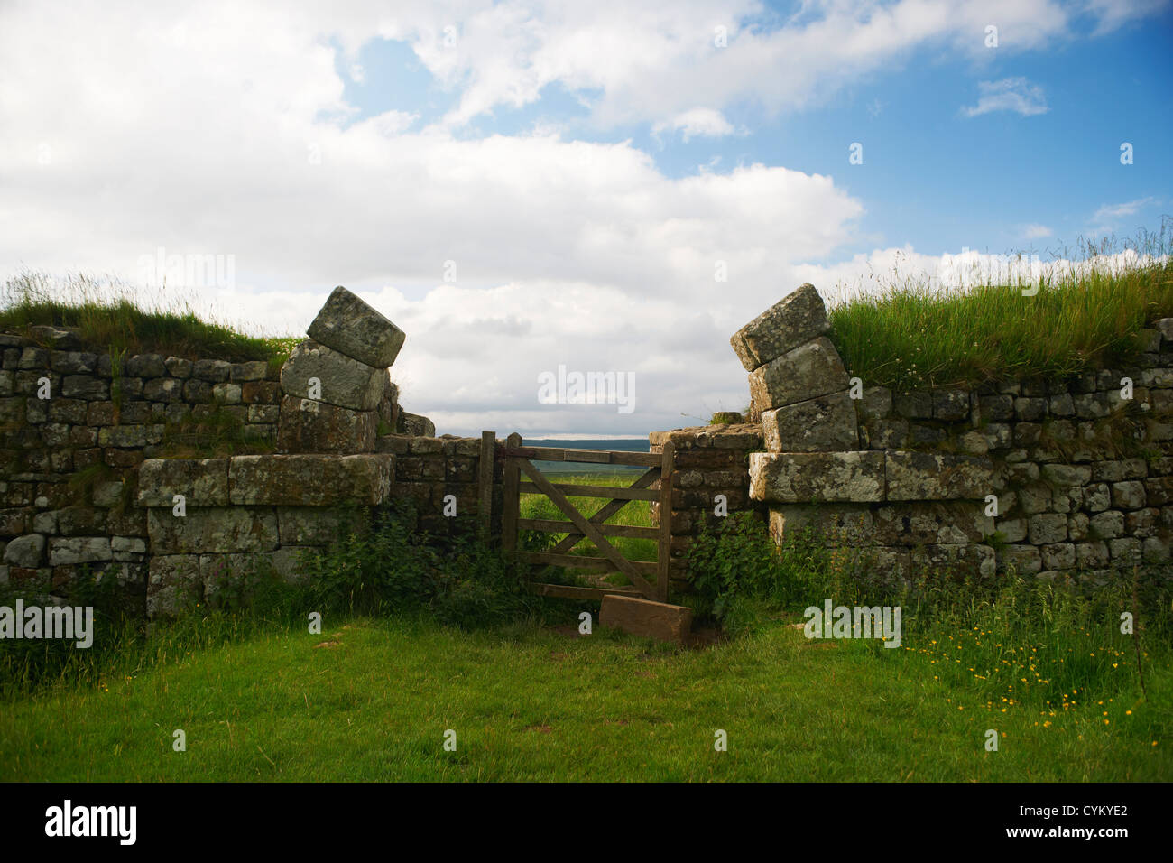 Inerbimento rurale sul muro di pietra Foto Stock