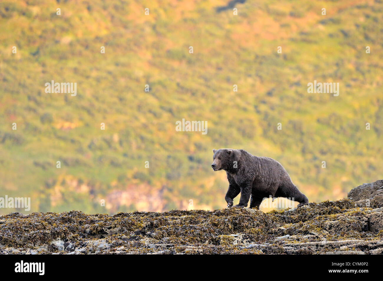 Orso grizzly (Ursus arctos horribilis) passeggiate sulla spiaggia al tramonto, Katmai national park, Alaska, Stati Uniti d'America. Foto Stock