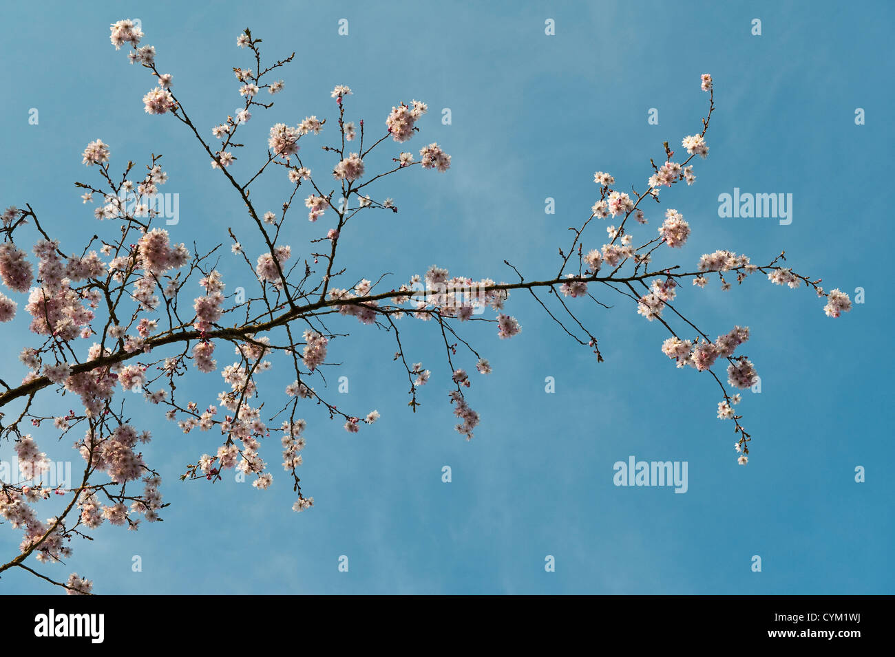 Il ramo di un ciliegio ornamentale rosa (prunus) in fiore in primavera, visto contro un cielo di primavera blu (UK) Foto Stock