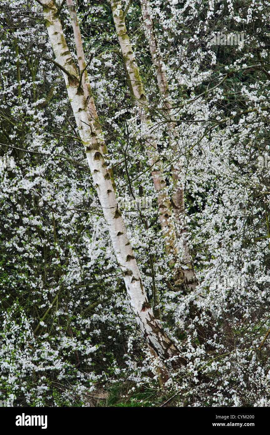 Betulla d'argento e spina nera (sloe) che crescono insieme in una siepe in Galles, Regno Unito, in primavera. Il gin di sloe è spesso fatto dal frutto della spina nera Foto Stock