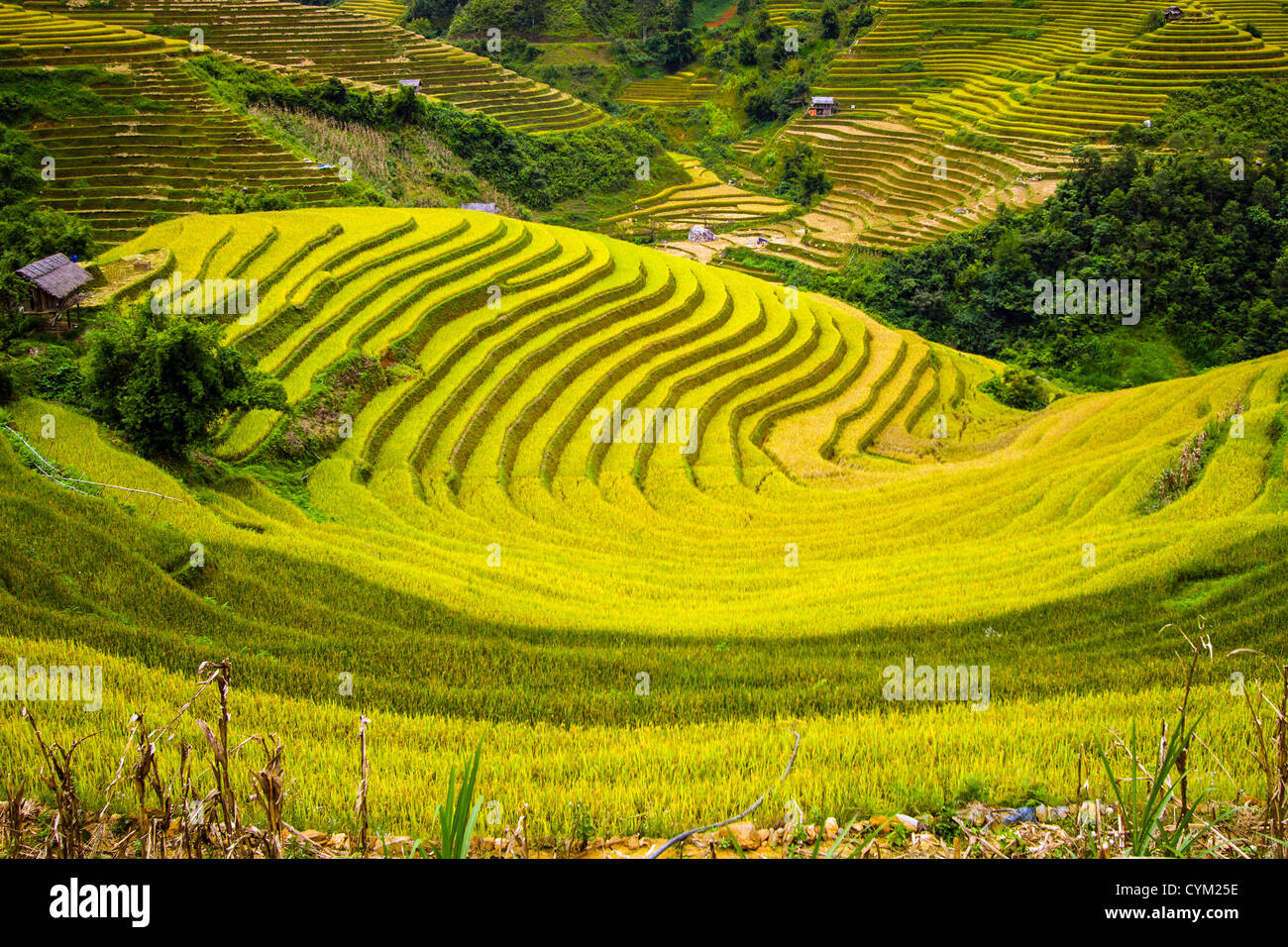 La Pan Tan comune, Yen Bai provincia, Vietnam Foto Stock