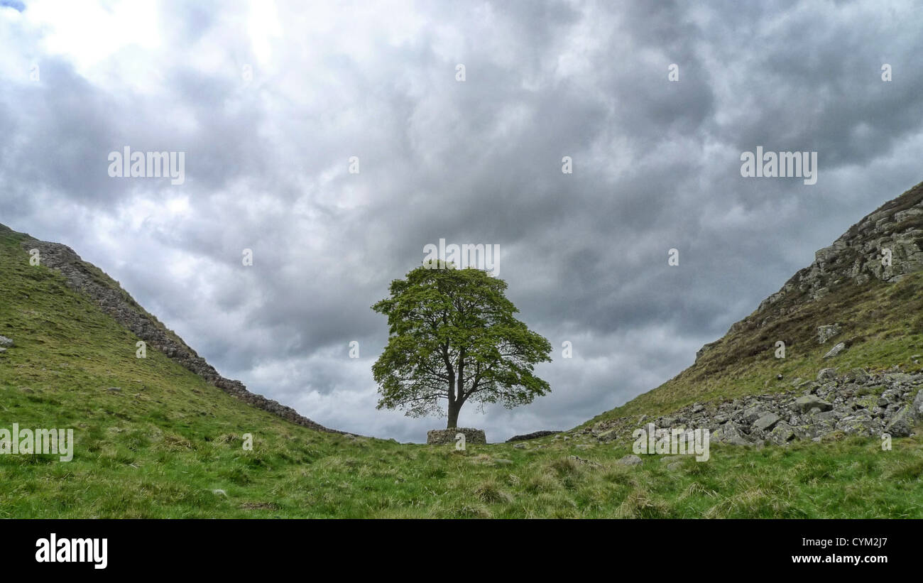 Il famoso sicomoro lungo il vallo di Adriano in Northumberland, Inghilterra. Foto Stock