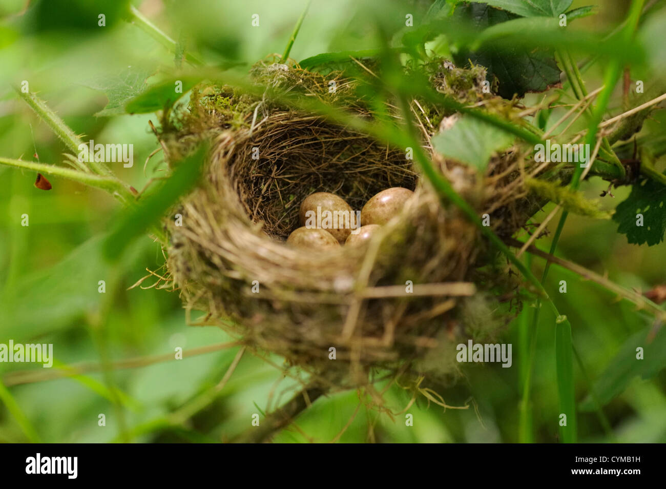 Bird's Nest, incontrate in un riparo dalla vecchia linea ferroviaria taglio ad altezza della cintura Foto Stock