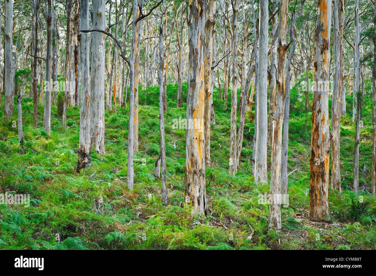 Alti e rari Karri nella foresta di Boranup. Foto Stock