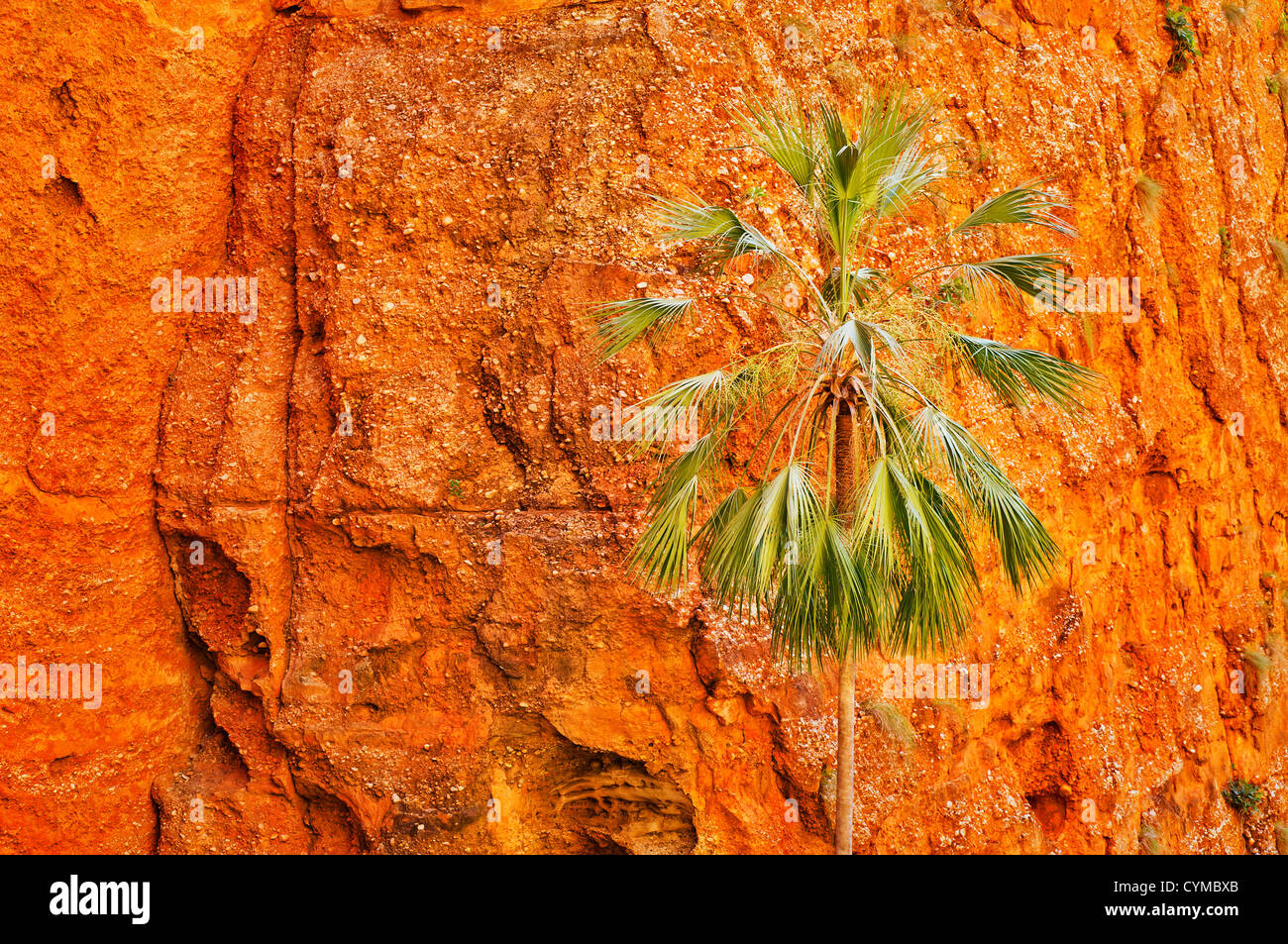 Rare specie di palma in Mini Palms Gorge, parte del Parco Nazionale di Purnululu, patrimonio mondiale dell'umanità. Foto Stock