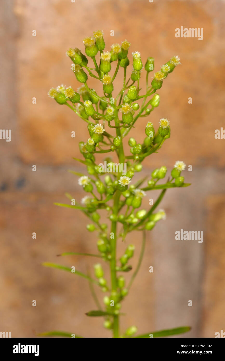 Canadese, Fleabane Conyza canadensis Foto Stock