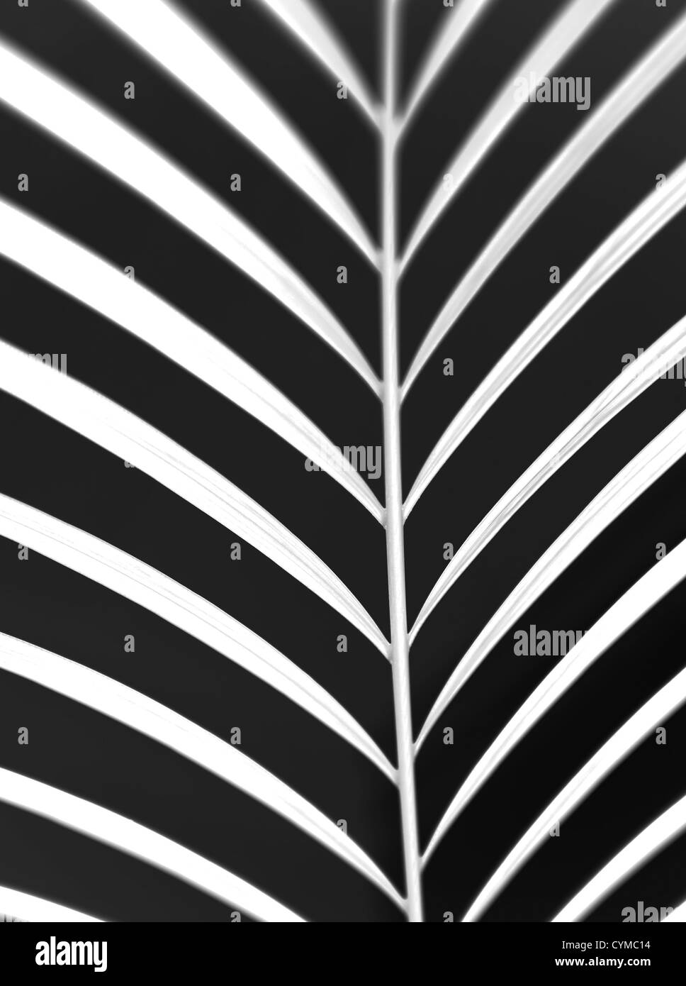 Abstract closeup di una foglia di palma Foto Stock