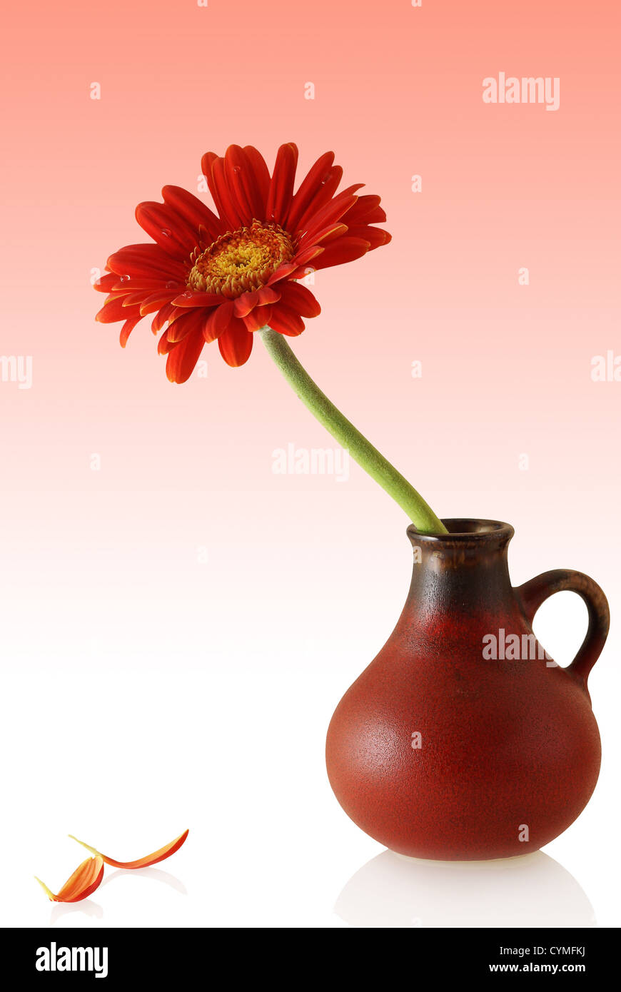 Gerber in vaso rosso con coppia singola petali su sfondo colorato Foto Stock
