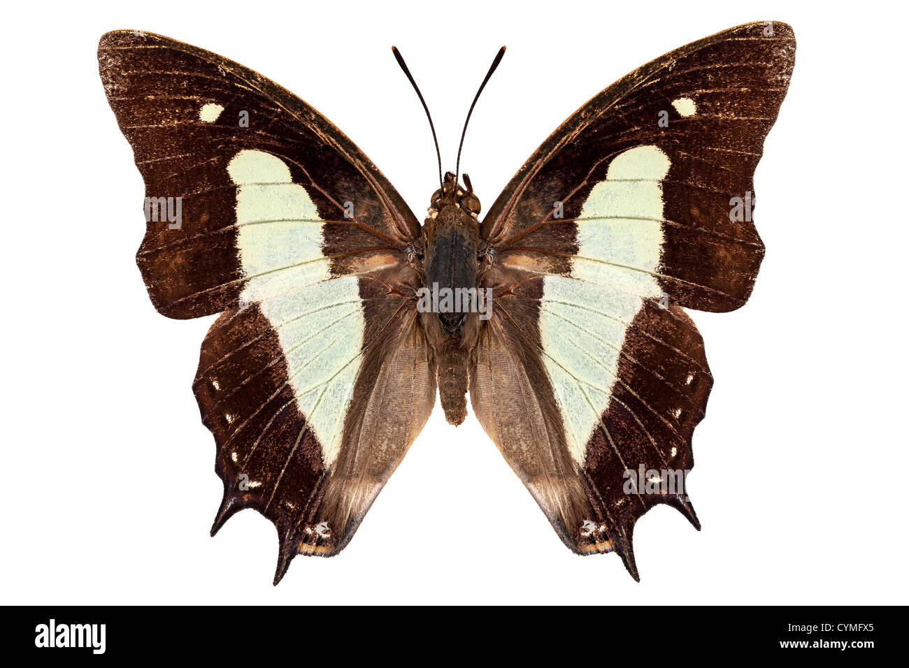 Specie di farfalle Polyura atamante atamante isolati su sfondo bianco Foto Stock