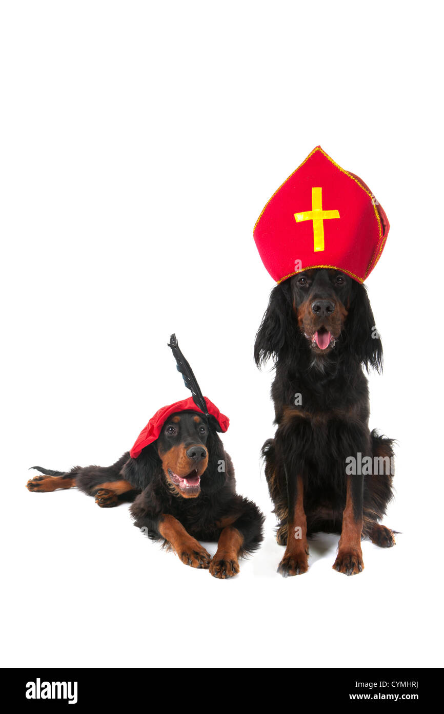 Olandese di Sinterklaas cane nero e Piet cane in studio Foto Stock