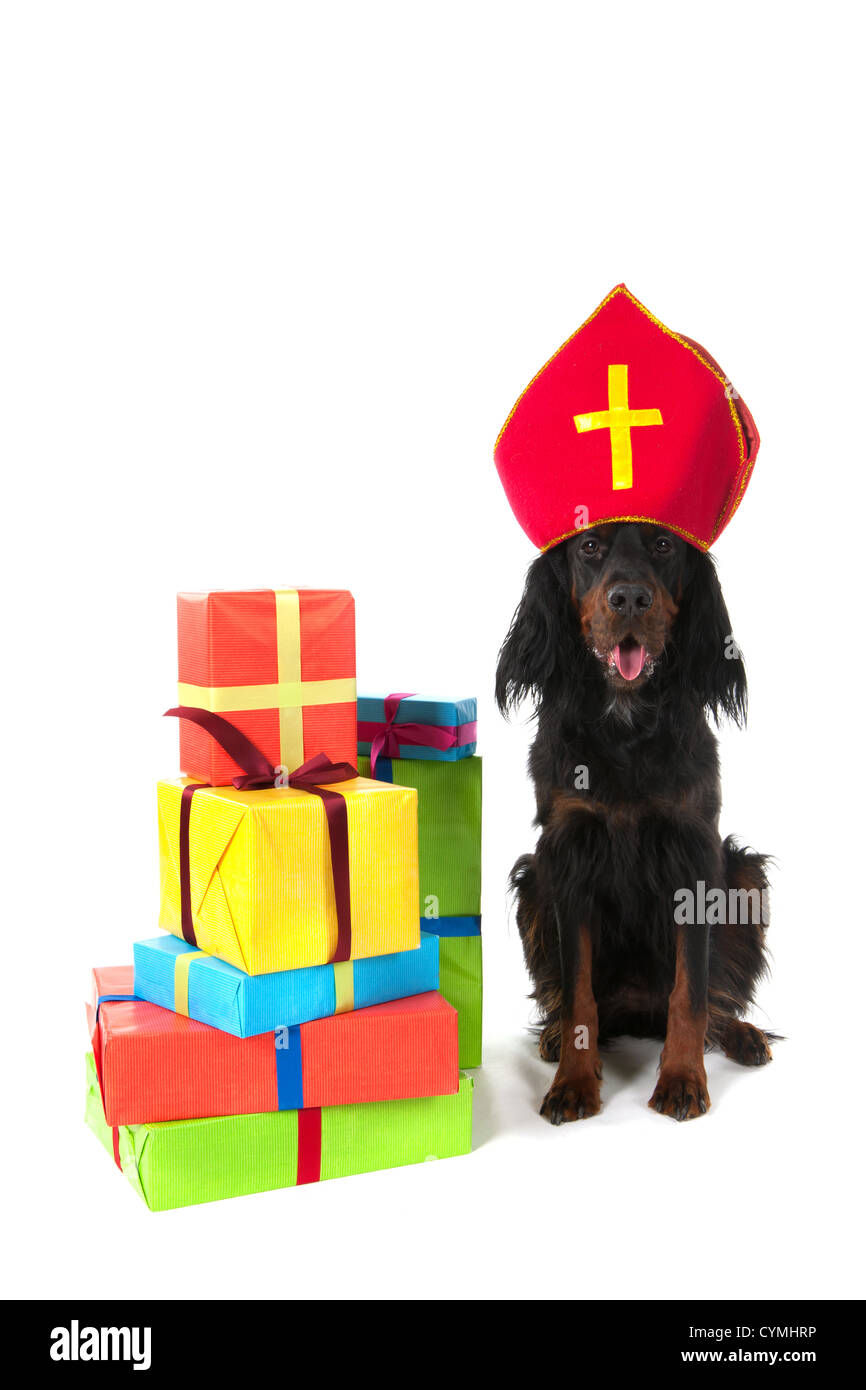 Olandese di Sinterklaas cane con molti presenta Foto Stock