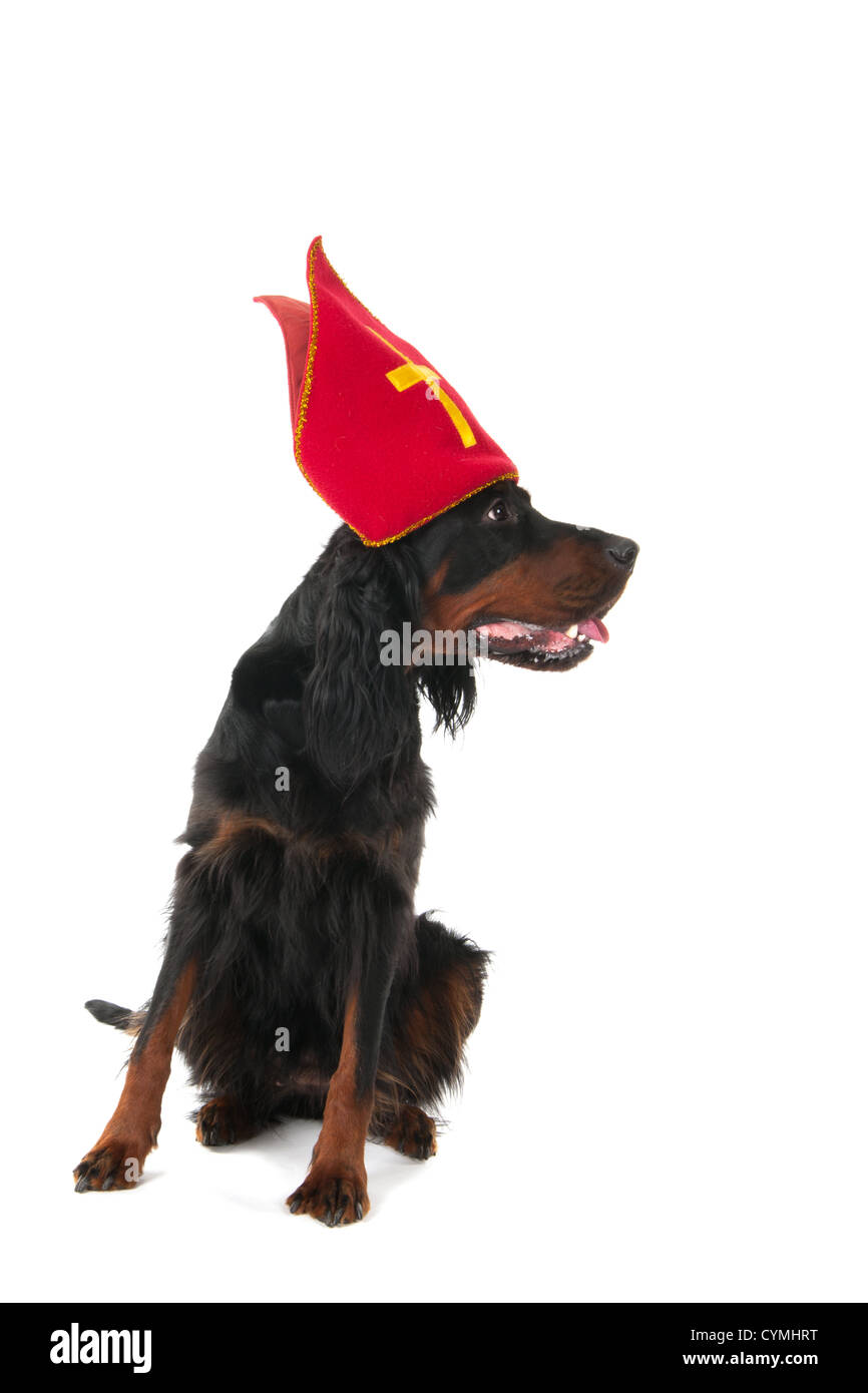 Cane olandese di Sinterklaas vacanze Foto Stock
