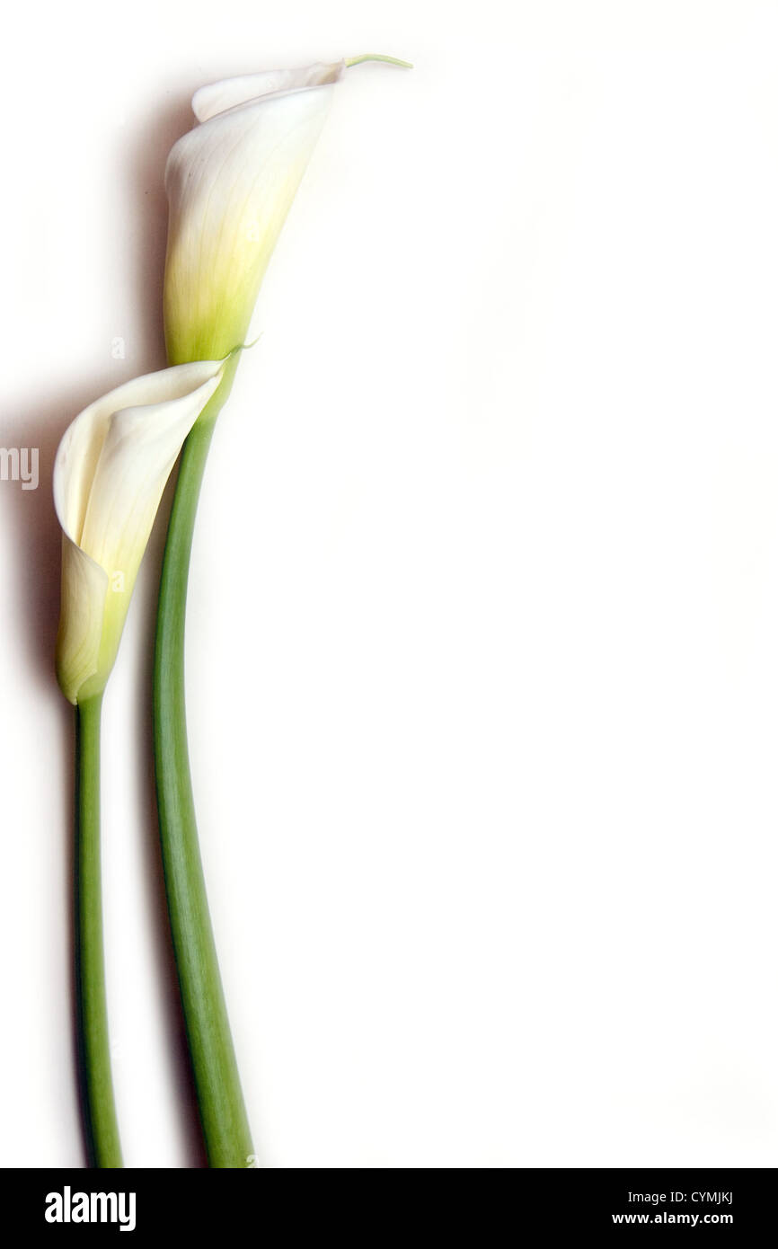 Due gigli cala su sfondo bianco Foto Stock