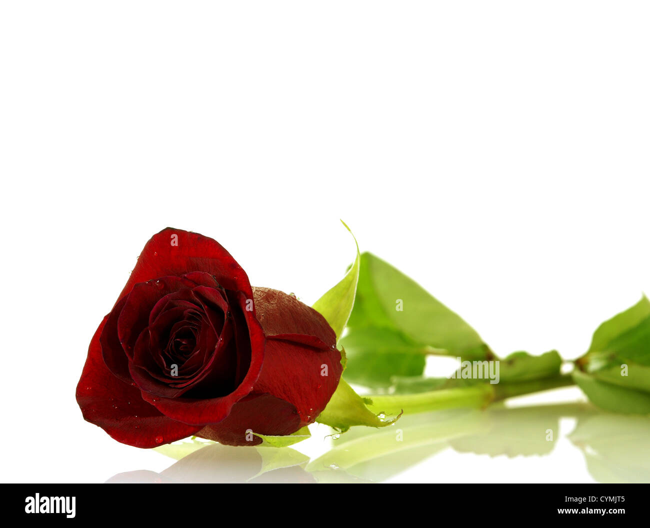 Single red rose con goccioline su bianco con spazio di copia Foto Stock