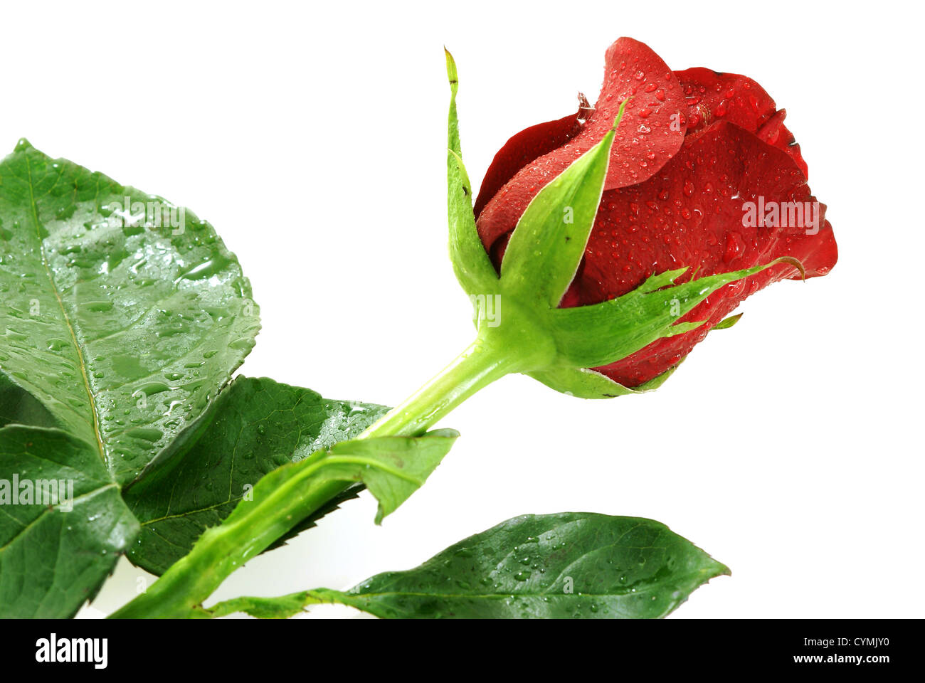 Unica bella rosa rossa con goccioline su sfondo bianco Foto Stock